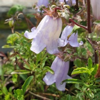 Campanula zangezura